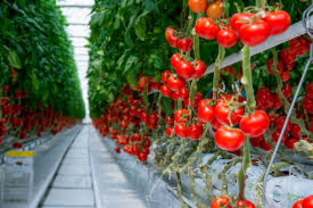 Fresh tomato from Turkmenistan